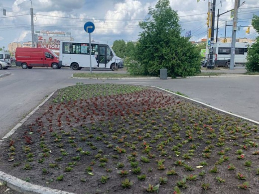 Отцветшие на ивановских клумбах тюльпаны меняют на однолетники